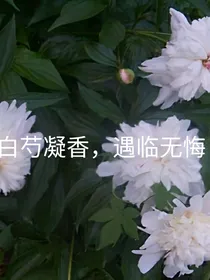 白芍凝香，遇临无悔