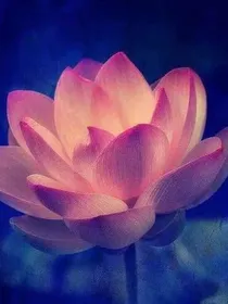 如何装一只小白花