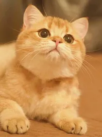 猫子与蛐蛐和海盐