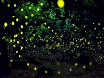 龙星群番外