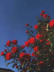 全明星：RoseKnight