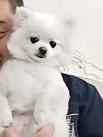 以后还会发一个过