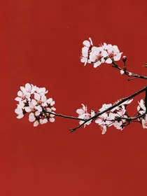 美图明星