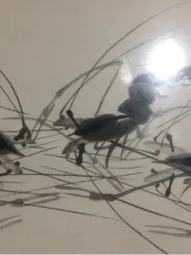 星学院……为何与你相遇？