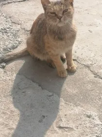 女王大人不可以