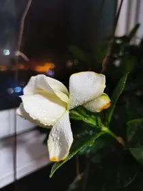 痛失所爱的ta