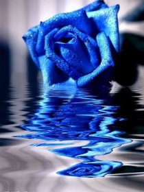 蓝玫瑰的葬礼