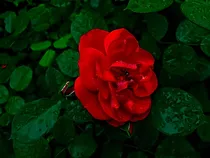 小花仙之万物皆柏勒