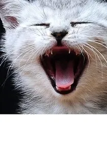 岁月的猫