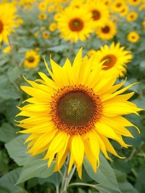 向日葵的光芒