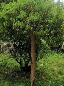 轮回的真相
