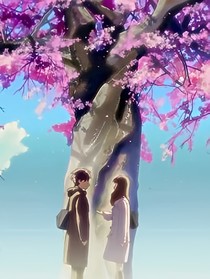樱花伤