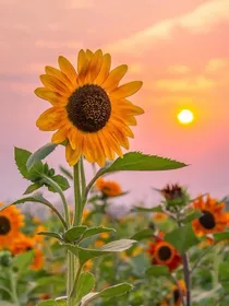 太阳向日葵
