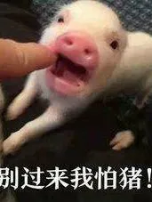 如今猪圈空荡荡，你却在人间