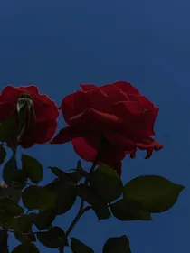 情心结