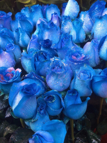 蓝玫瑰花园