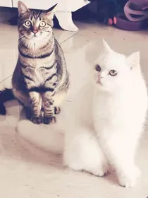黑皮皮与白圆圆