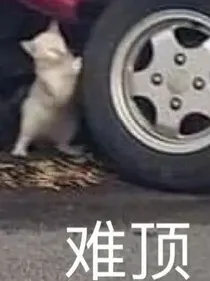 家里的狗子变成人了怎么办