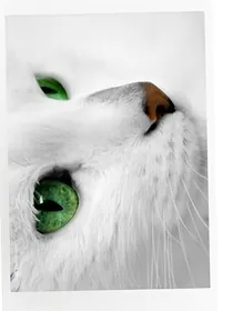 猫武士之半月的复仇