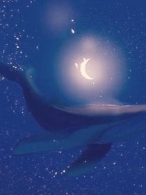 鲸落——谁的哀鸣在呼喊