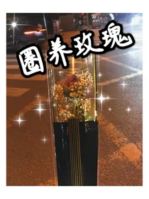 TNT：圈养玫瑰