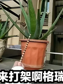 凹凸：原力成精了？！