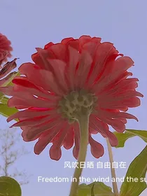 知否之小人物