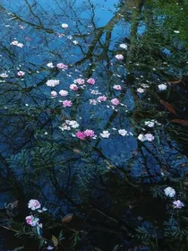 落花有意终是流水无情