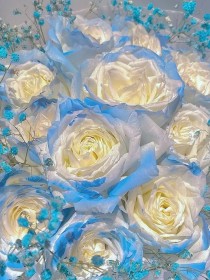 蓝玫瑰的暗恋