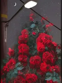 无人区的白玫瑰