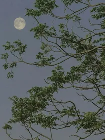 夏日呢喃