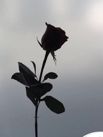 思绵在无刻