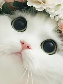 （蒲熠星嘟嘟）想见你