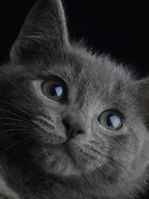 猫武士之河族武士的冒险