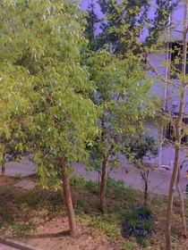 拯救我的未婚妻
