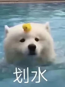 有点沙雕的小说
