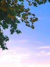 落叶和风