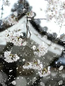 海棠花影