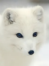 狐狸都很美