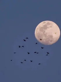缺約