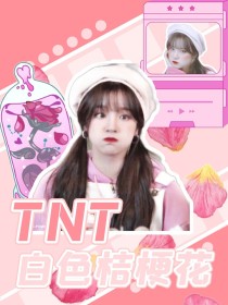 TNT：白色桔梗花