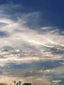 白鸟和蝉蝉