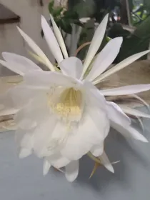 蝉，夏的歌者