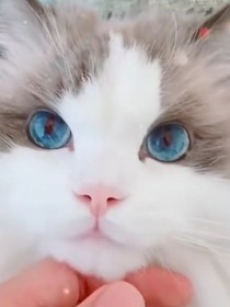 巷子猫