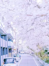 白月光和朱裟痣