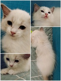 猫灵魂守护者