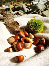 蒲公英不会飞