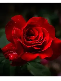 彼岸花开之惊鸿在世