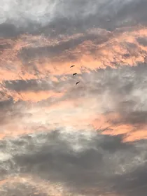 思柳望影成