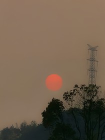 青桔恋